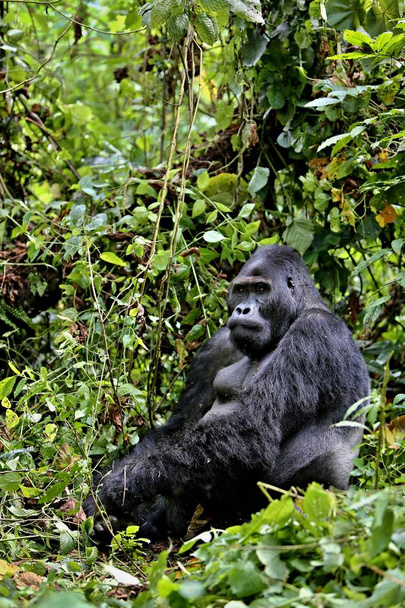 Gorila oriental en peligro de extinción
  - Foto, imagen