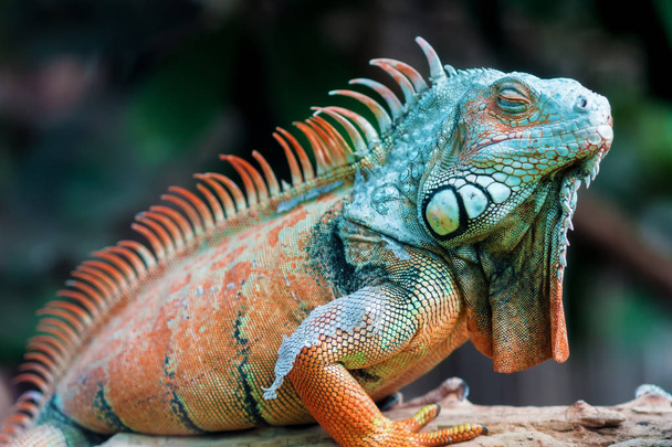 Dragón dormido - Iguana verde
 - Foto, Imagen