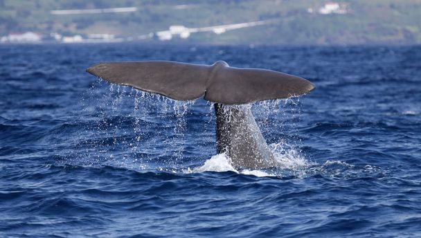 wielorybów Azory, Wyspy 01 - Zdjęcie, obraz