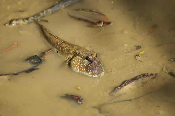 Mudskipper fish rest in muddy water - Photo, Image