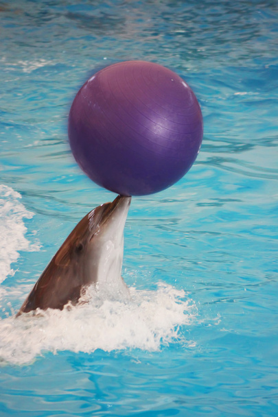Дельфин с мячом
 - Фото, изображение