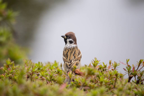 Tree Sparrow (Spizelloides arborea) - Φωτογραφία, εικόνα