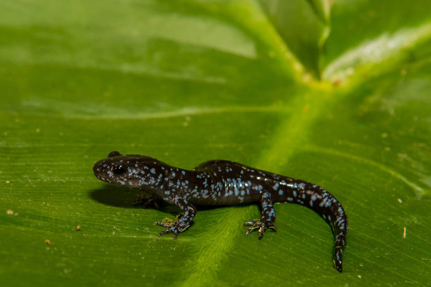 Mladí Salamander Blue skvrnitý - Fotografie, Obrázek