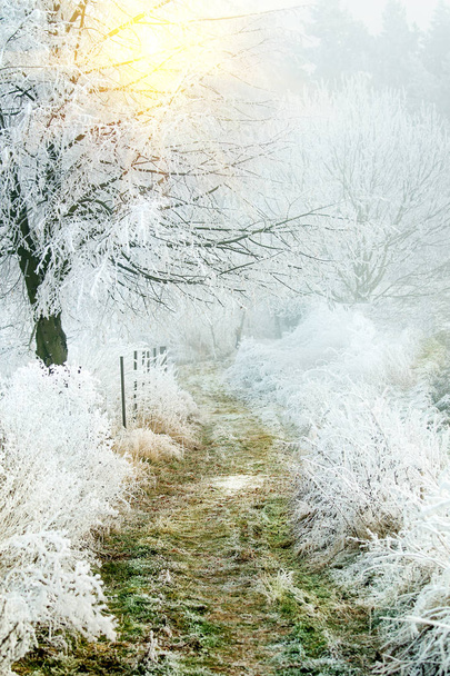 Frozen winter forest path - Photo, image