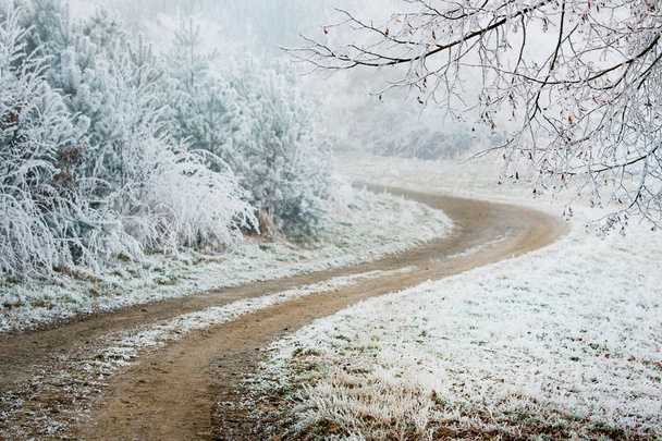 Frozen winter forest path - Zdjęcie, obraz