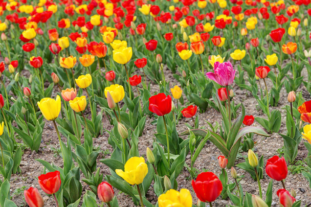 belas tulipas na primavera
 - Foto, Imagem