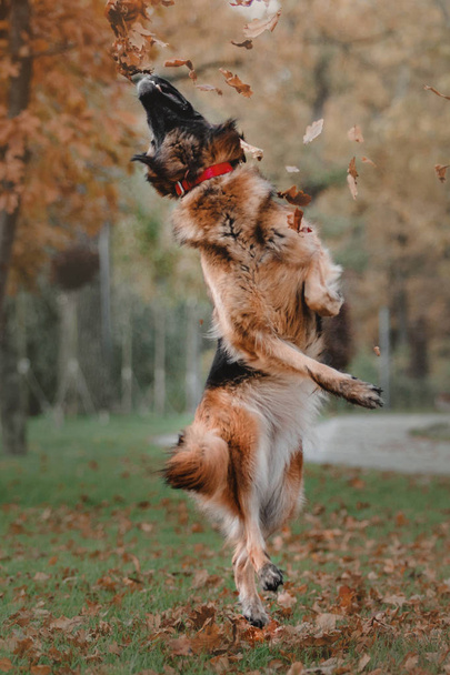 German shepherd dog jumping and catching falling autumn leaves at park - Foto, afbeelding