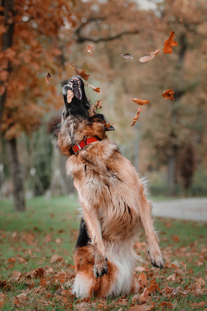German shepherd dog jumping and catching falling autumn leaves at park - Foto, afbeelding