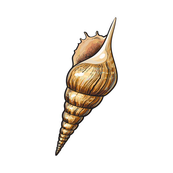 Colorful spiral conch sea shell, isolated sketch style vector illustration - Vektor, obrázek