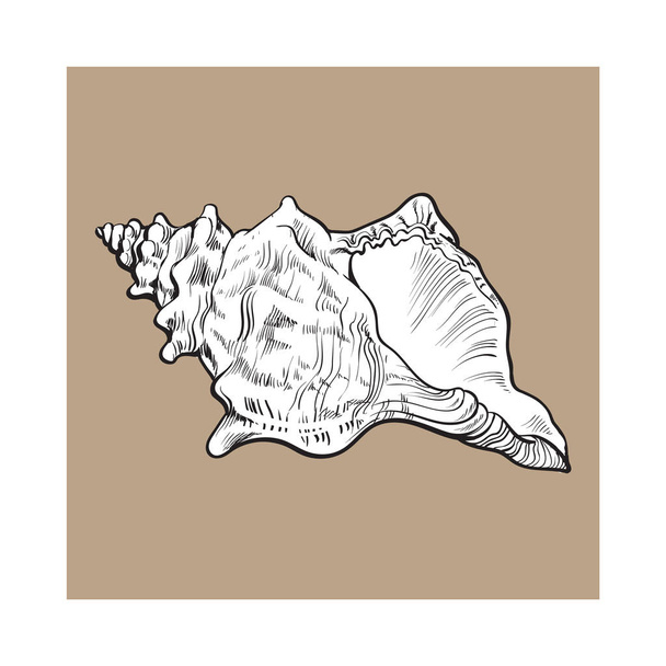 white spiral conch sea shell, isolated sketch style vector illustration - Vector, Image