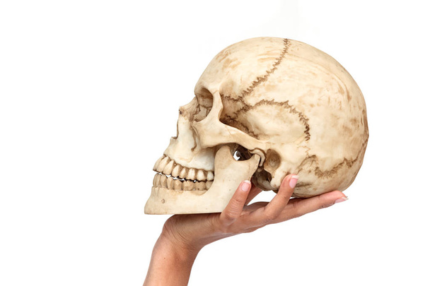 mão mulher segurando crânio humano
 - Foto, Imagem