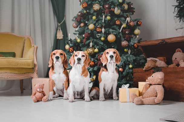 Three beautiful beagle dogs near the Christmas tree and gift boxes - Fotoğraf, Görsel