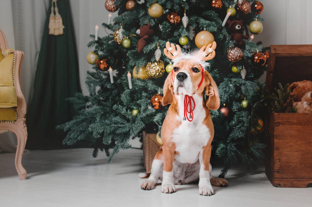 Beautiful beagle dog posing as a reindeer sits near a Christmas tree - 写真・画像