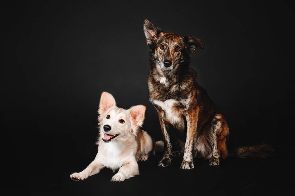 Funny mixed breed two dogs sitting on a black background in the studio - Foto, Bild