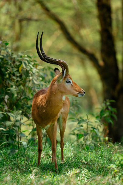 Антилоп у зеленому тропічному лісі
 - Фото, зображення
