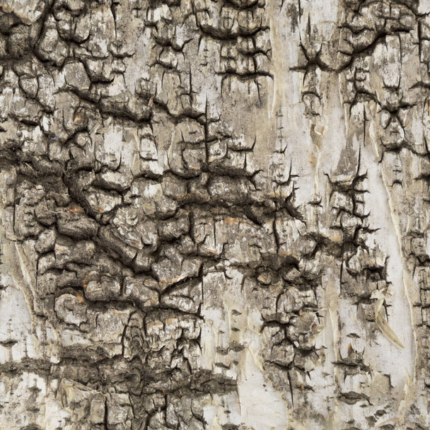 фон древесной коры - Фото, изображение