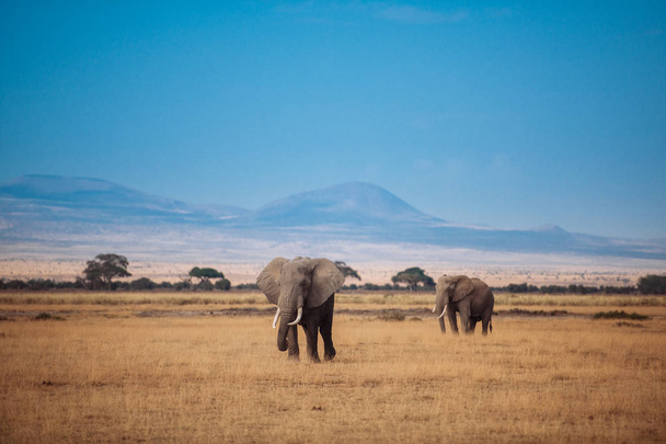Dois elefantes no campo de grama seca
 - Foto, Imagem