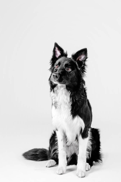 Black and white border collie puppy on a white background in studio - Foto, Imagem
