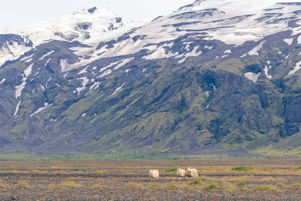 Icelandic sheep grazing in front of high mountaints - Torsmork National Park. - 写真・画像