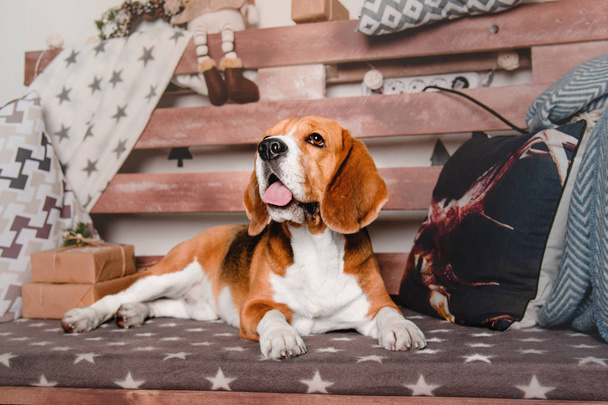 Beautiful beagle dog lying on the couch - Foto, afbeelding