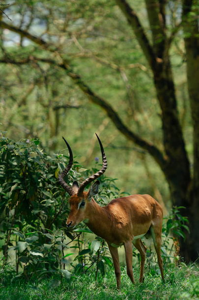 Antilope mangeant de l'herbe dans la forêt
 - Photo, image