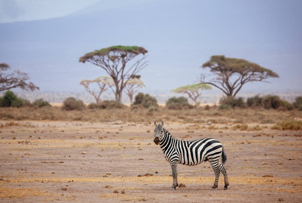 Zebra σε έρημο πεδίο - Φωτογραφία, εικόνα