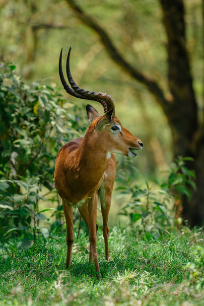 Portrait de profil de l'antilope en forêt
 - Photo, image
