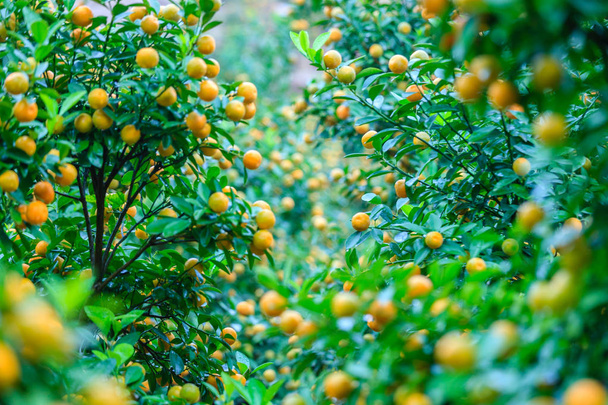 Groeiende mandarijnen in Hanoi - Foto, afbeelding