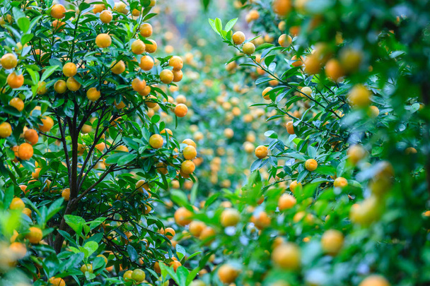 Rostoucí mandarinky v Hanoi - Fotografie, Obrázek