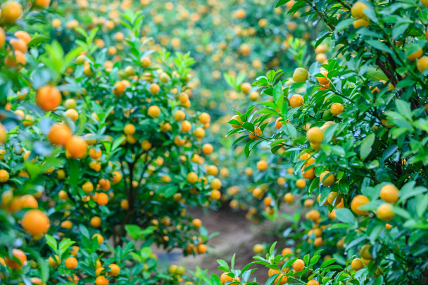 Groeiende mandarijnen in Hanoi - Foto, afbeelding
