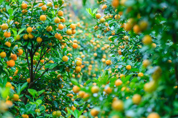 Rostoucí mandarinky v Hanoi - Fotografie, Obrázek