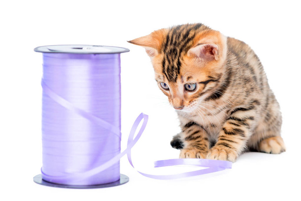 kaunis kissanpentu, ja köyden kela eristyksissä violetti
 - Valokuva, kuva