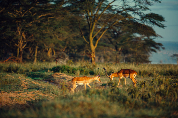 Deux antilopes sur le terrain
 - Photo, image