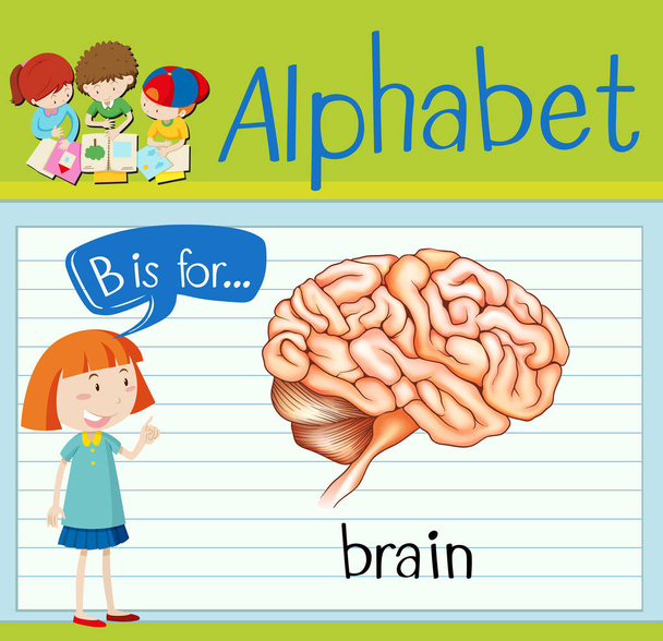 Flashcard letter B is for brain - Vector, Image