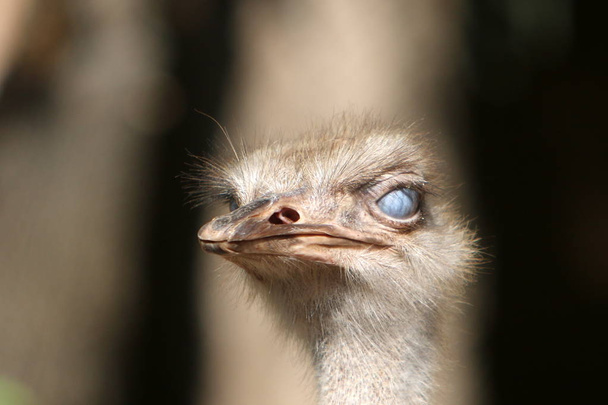 kuş omurgalı, sıcak kanlı bir hayvandır  - Fotoğraf, Görsel