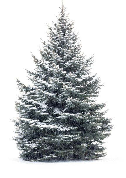 Arbre de Noël - sur fond blanc
 - Photo, image