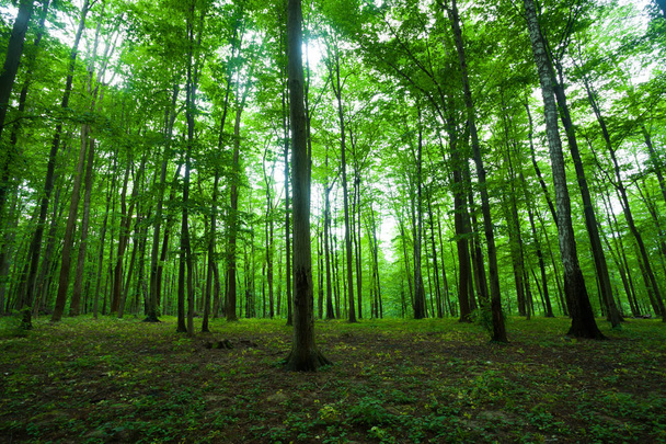 Bahar yeşili orman - Fotoğraf, Görsel
