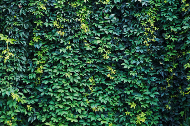 Garden texture. Roses on a green background. Growing shrubs. Decorative vines with leaves - Photo, Image