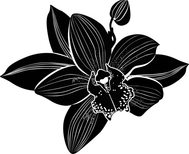 Orchids flower - Vektor, kép