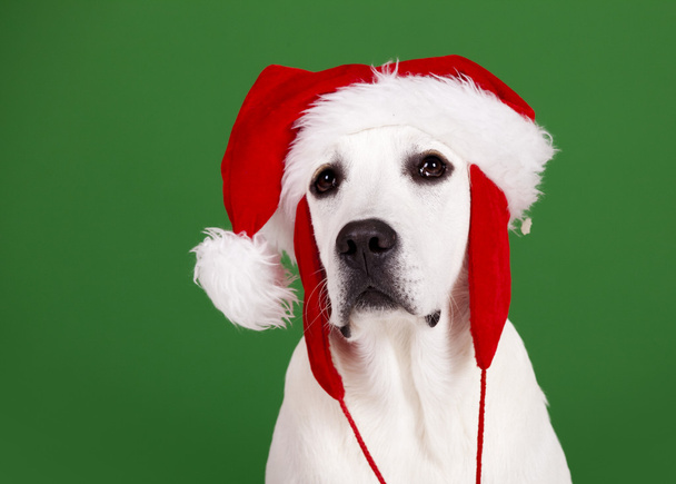 Christmas Dog - Foto, Imagen