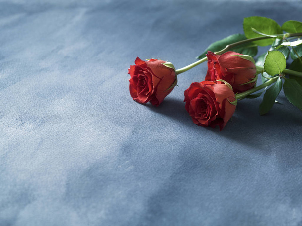 Decorative red fresh red roses on a blue background. Selective f - 写真・画像