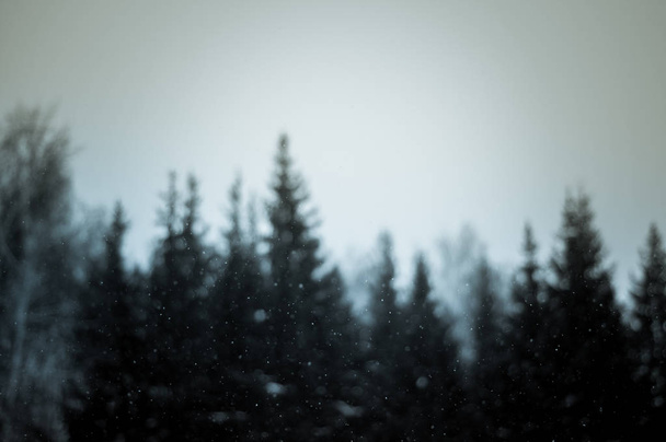 Silhouette de sapins aux flocons de neige tombants
 - Photo, image