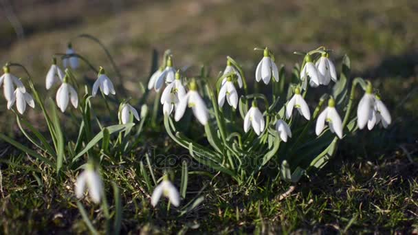 Dolly shoot of wild white snowdrops moving in a wind in green meadow. Zoom out - Footage, Video
