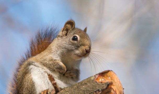 Cute Red squirrel, close up, perched on sitting up on a tree branch with paws curled back. - Photo, Image
