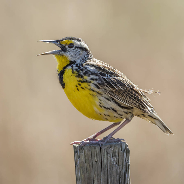 Oostelijke Meadowlark zingen van een hek Post - Florida - Foto, afbeelding