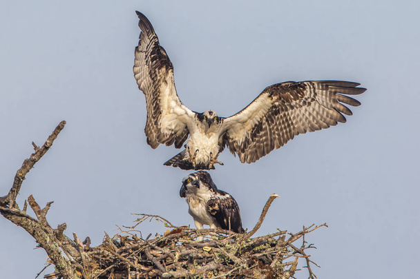Male Osprey Joining His Mate at Their Nest - Florida - Photo, Image
