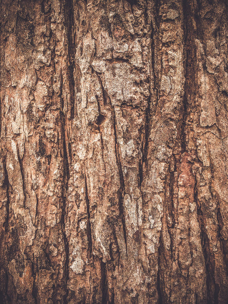 wooden tree texture with vintage style - Photo, Image