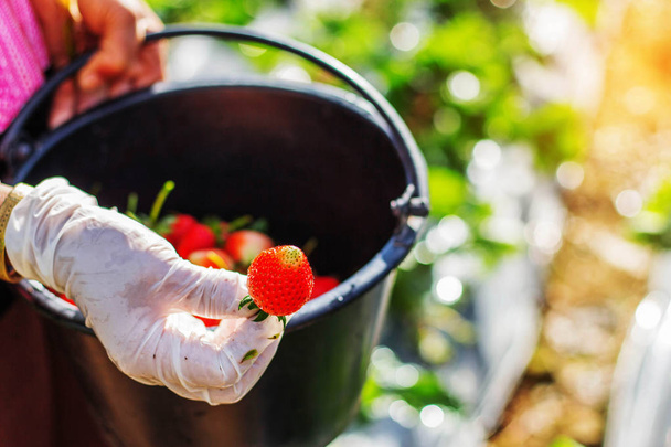 Strawberries in hands of gardeners. - Photo, Image