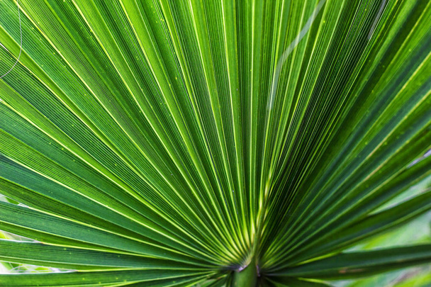Washingtonia filifera woestijn Fan Palm Amerikaanse katoen Palm Arizona Fan Palm Stripped tropische puntige bladeren geribbeld blad Washingtonia palm achtergrond textuur voorraad macro foto dicht tot selectieve aandacht - Foto, afbeelding