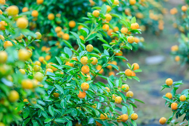 Mandarynki rosnące w Hanoi - Zdjęcie, obraz